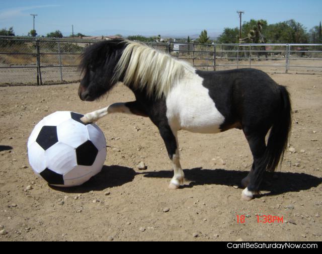 Poney scoer - pony loves scorer